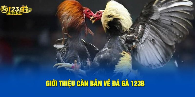 Những điều cần biết về đá gà 123B